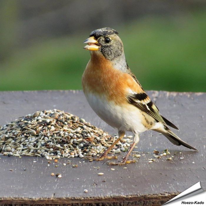 Speciaal voer voor goudvinken en andere vinkensoorten ✔️ Natuurlijke mengeling van zaden en bessen ✔️ Het hele jaar door te voeren ➤ Bestel nu op www.vogelhuisje.com
