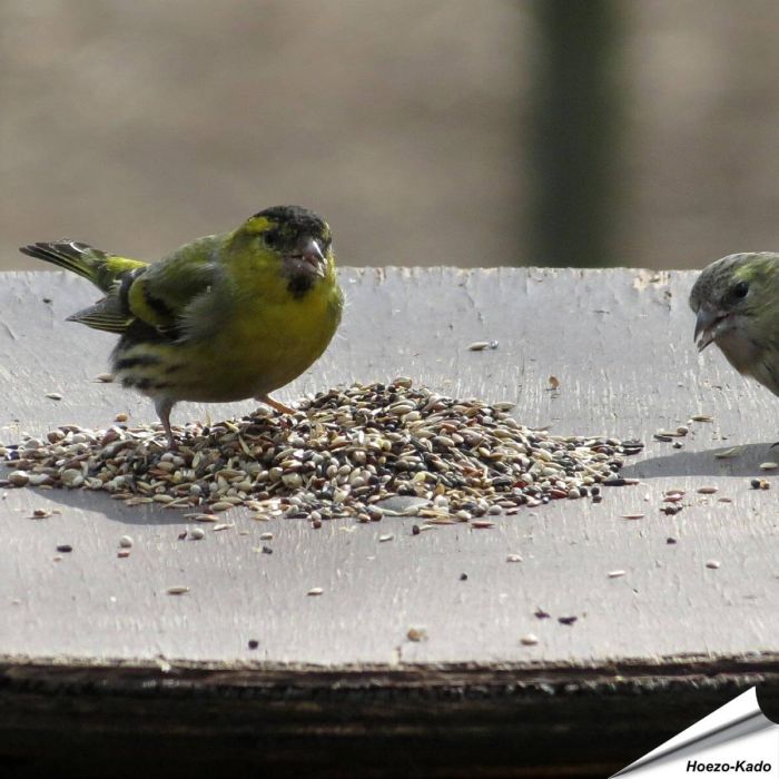 Speciaal voer van Aniculis voor putters, sijzen en vinken ✔️ 100 % natuurlijke ingrediënten ✔️ Energierijk en voedzaam ✔️ Fijn van structuur ➤ Bestel nu online bij Vogelhuisje.com