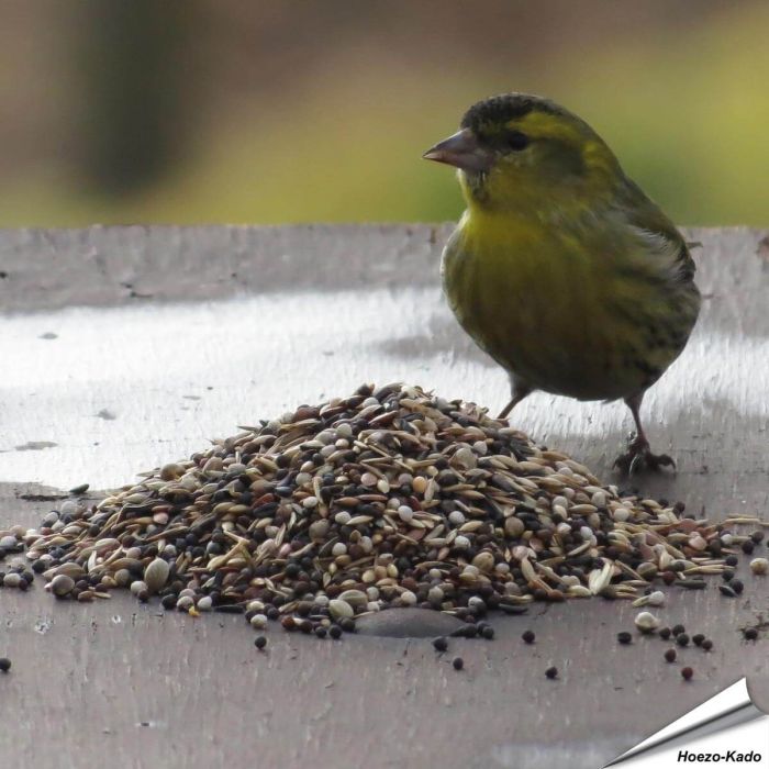 Premium vogelvoer van Aniculis voor tuinvogels ✔️ Veelzijdige zadenmix ✔️ Rijk aan energie en voedingsstoffen ✔️ Fijne structuur ✔️ 100% natuurlijk ➤ Bestel nu op Vogelhuisje.com