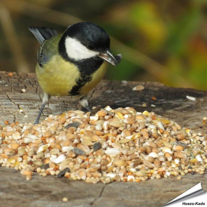 Premium zaadmengeling voor tuinvogels van Aniculis ✔️ Met zorgvuldig geselecteerde zaden en granen ✔️ Perfect voor jaarronde vogelvoeding ➤ Nu bestellen op Vogelhuisje.com