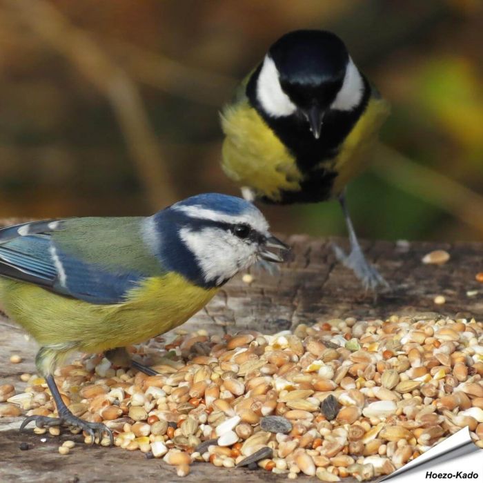 Premium Wilde Vogelzaad-Mix van Aniculis