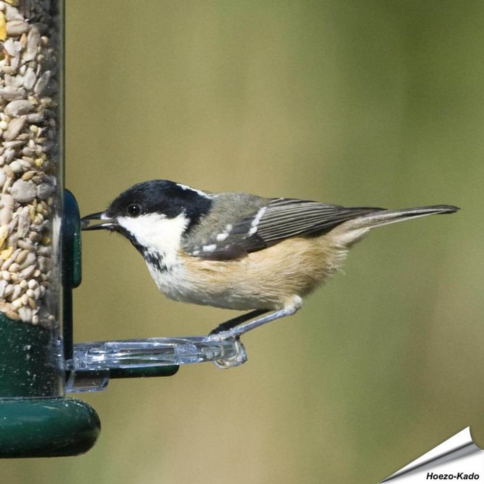 Ring-Pull voederringen voor voedersilo's