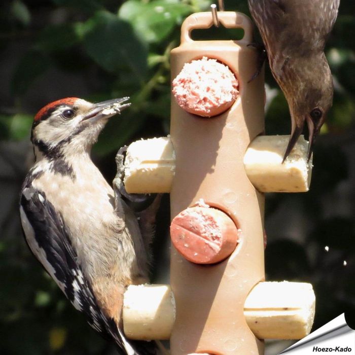Energierollenpakket - Energierollen - Tuinvogelvoer - Vogelhuisje.COM