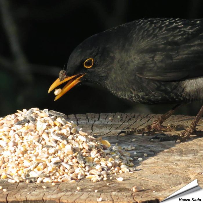 Aniculis Tuinvogelvoer - Een Premium mix van verschillenden zaden, granen met als extra anijszaadjes ✔️ Voor het hele jaar door voeren ➤ Bestel nu op Vogelhuisje.com