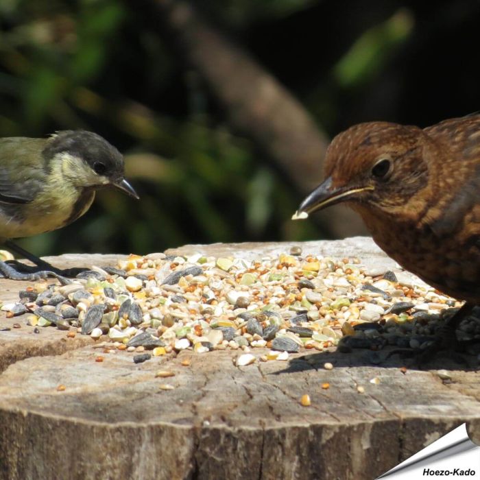 Aniculis Tarwevrij wildvogelvoer van premium kwaliteit ✔️ Evenwichtige voedermengeling voor wilde vogels ✔️ Het hele jaar door – Voor tuinvogels ➤ Online kopen bij Vogelhuisje.com