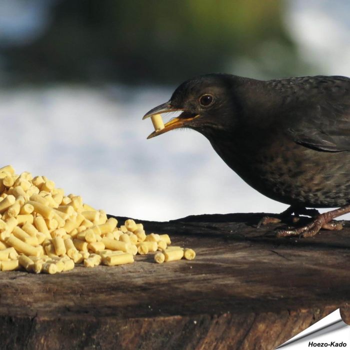 Traktaties met insecten voor wilde vogels - www.vogelhuisje.com