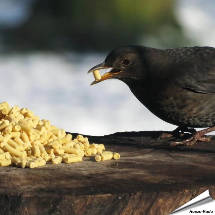 Traktaties met insecten voor wilde vogels - www.vogelhuisje.com