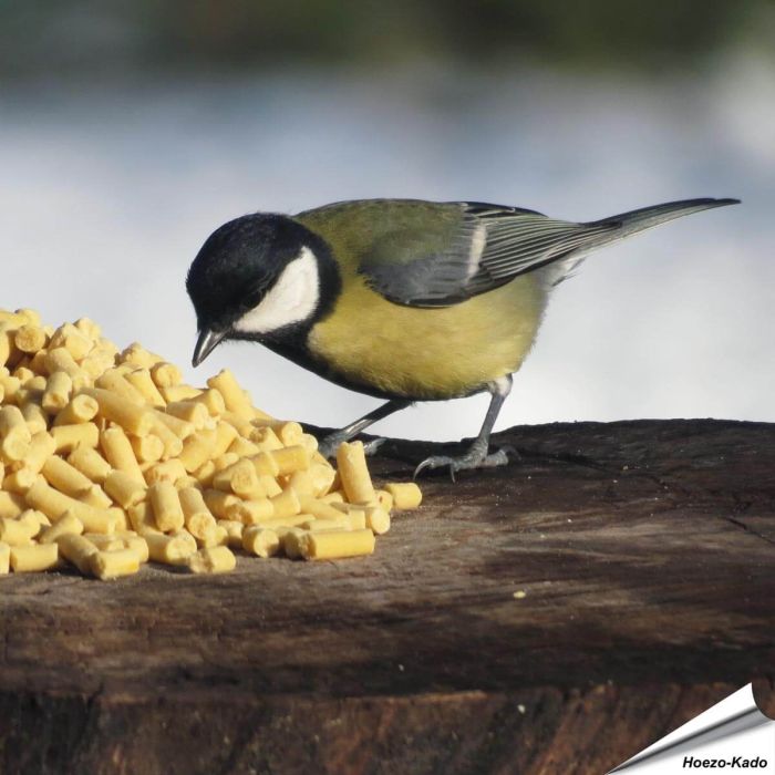 Koolmees snoept van de Traktatie met insecten | Vogelhuisje.com