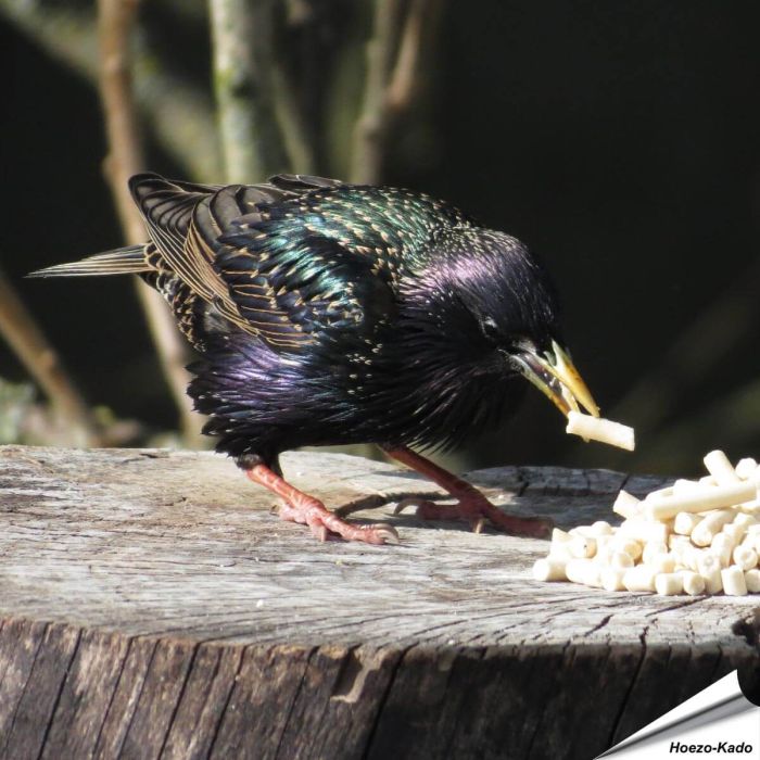 Vetkorrels met meelwormen voor Spreeuwen