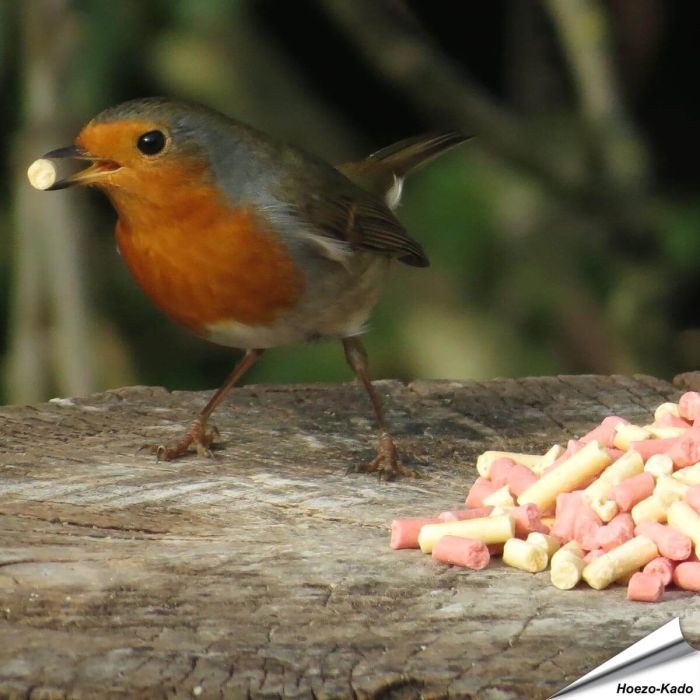 Vetkorrel-Mix met insecten en bessen traktatie ✔️ Een heerlijke, zachte traktatie voor tuinvogels ✔️ Hoogwaardige ingrediënten ✔️ Het hele jaar door voeren ✔️ Koop bij Vogelhuisje.com