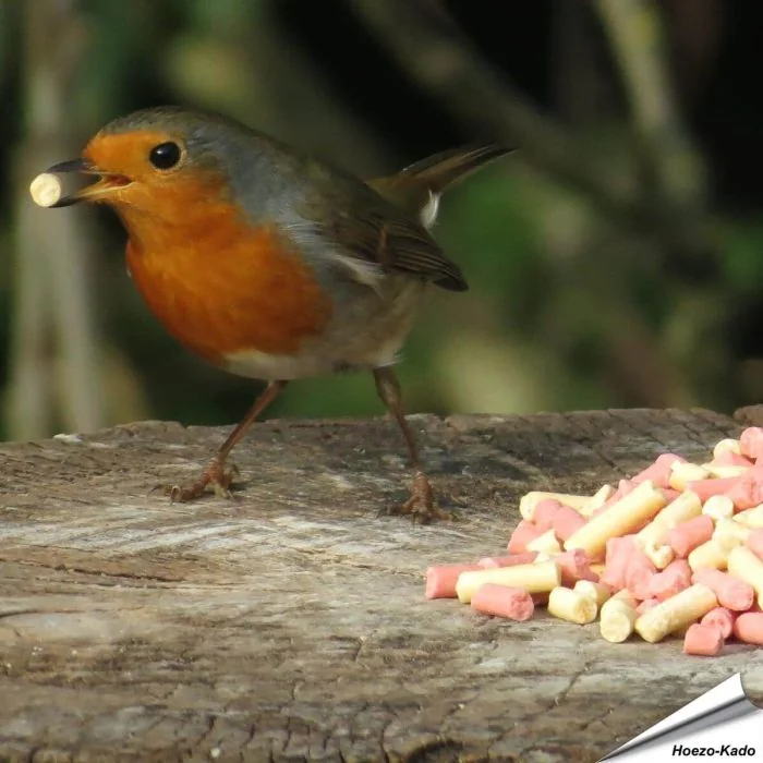 Vetkorrel-Mix met insecten en bessen traktatie ✔️ Een heerlijke, zachte traktatie voor tuinvogels ✔️ Hoogwaardige ingrediënten ✔️ Het hele jaar door voeren ✔️ Koop bij Vogelhuisje.com
