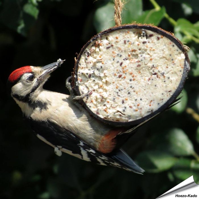 Halve kokosnoot gevuld met meelwormen ✔️ Hoogwaardige energiebron voor wilde vogels ✔️ Eenvoudig op te hangen dankzij het touwtje ✔️ Het hele jaar door te gebruiken ➤ Bestel nu online bij Vogelhuisje.com
