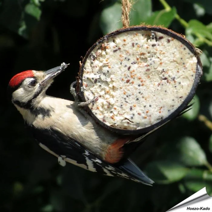 Halve kokosnoot gevuld met meelwormen ✔️ Hoogwaardige energiebron voor wilde vogels ✔️ Eenvoudig op te hangen dankzij het touwtje ✔️ Het hele jaar door te gebruiken ➤ Bestel nu online bij Vogelhuisje.com