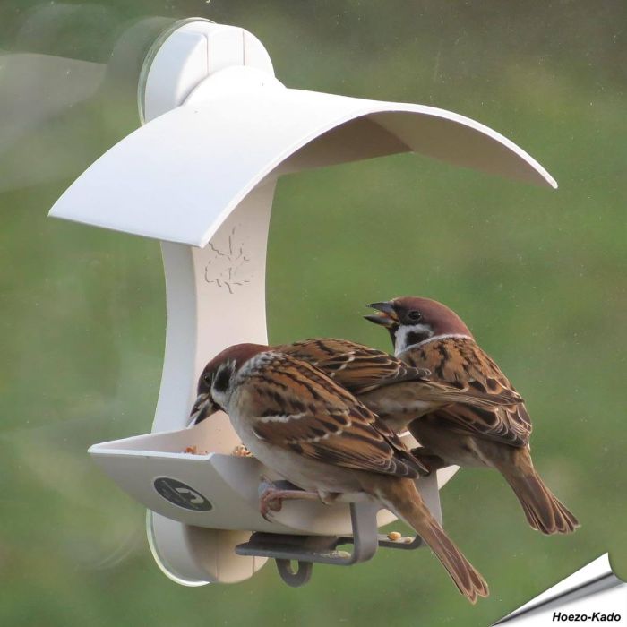 Raamvoederhuis voor wilde vogels - Geliefd bij mussen - www.vogelhuisje.com