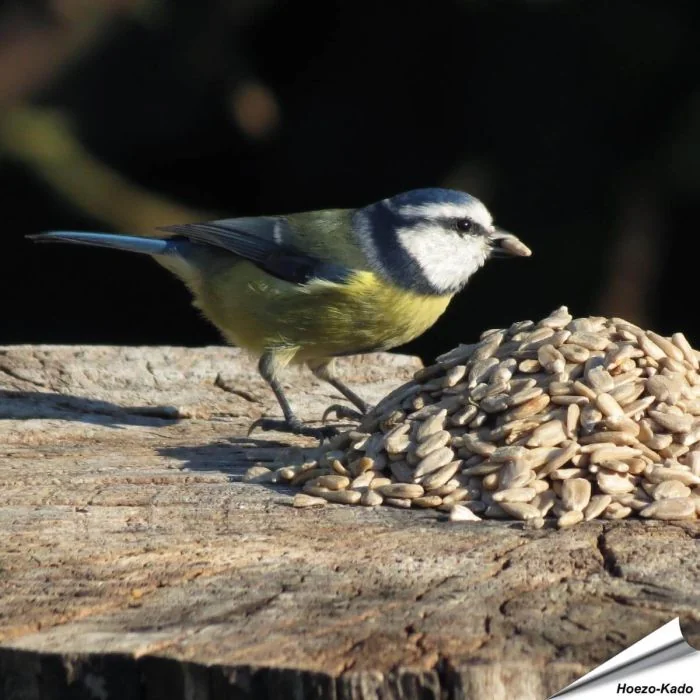 Zonnebloemkernen (gepelde zonnebloempitten) voor vogels ✔️ Veel energie, geen rommel, rijk aan olie en eiwit ✔️ Onkruidvrij ➤ Bestel nu online op Vogelhuisje.com