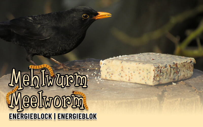 Vetblok met meelwormen van Aniculis - Hoogwaardige ingrediënten - en de vogels zijn er dol op! Vetblok met meelwormen van Aniculis - Hoogwaardige ingrediënten - en de vogels zijn er dol op!