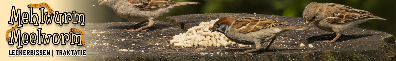 Meelworm-traktaties van Aniculis - Energiërijk vogelvoer met essentiële vetten Meelworm-traktaties van Aniculis - Energiërijk vogelvoer met essentiële vetten