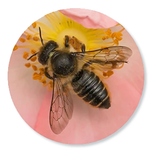 Behangersbijen (Megachile)