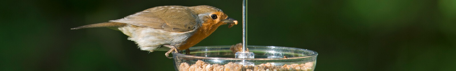 I Love Robins voersystemen voor roodborstjes en tuinvogels