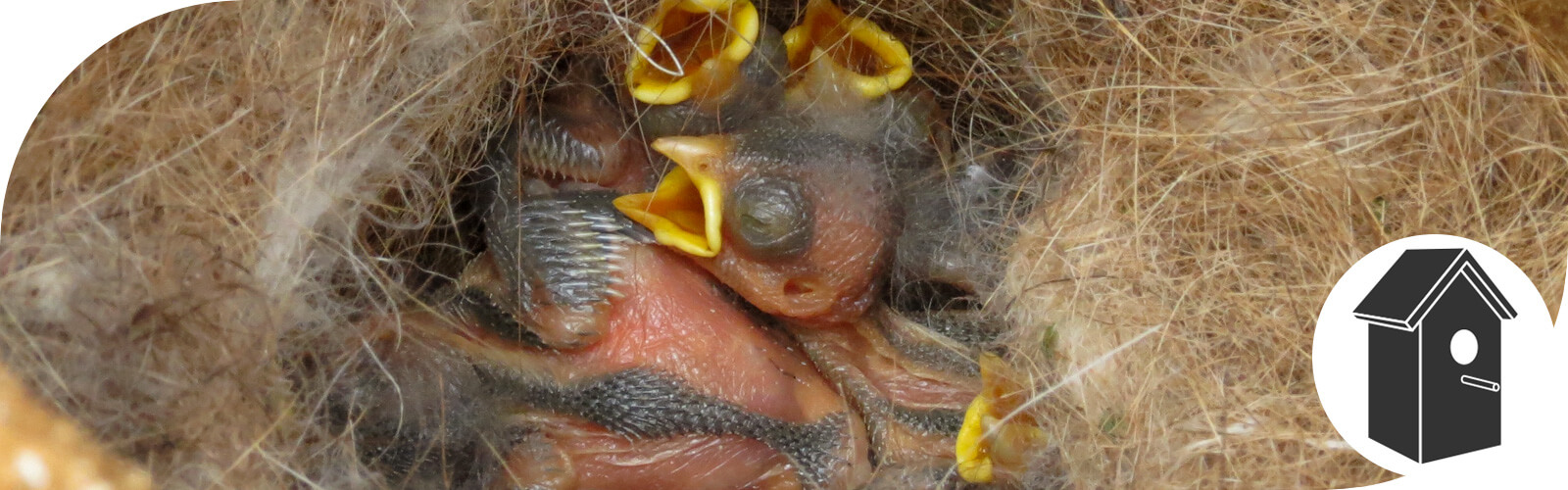 Nestkasten voor tuinvogels - www.vogelhuisje.com
