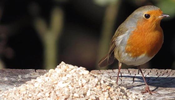 Vogelvoer en zaden voor tuinvogels
