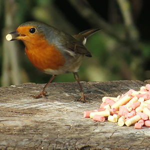 Traktatie mix voor vogels - Insecten & bessen - Vogelhuisje.com