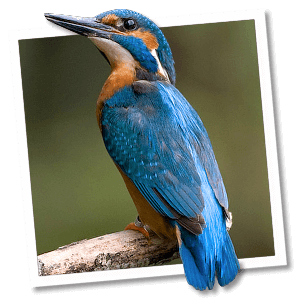 IJsvogel (Alcedo atthis) - Foto: © www.birdphoto.nl IJsvogel (Alcedo atthis) - Foto: © www.birdphoto.nl