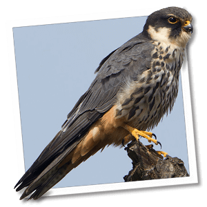 Boomvalk (Falco subbuteo)