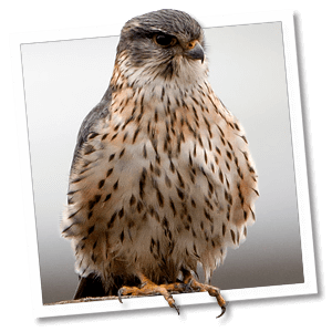Smelleken (Falco columbarius)