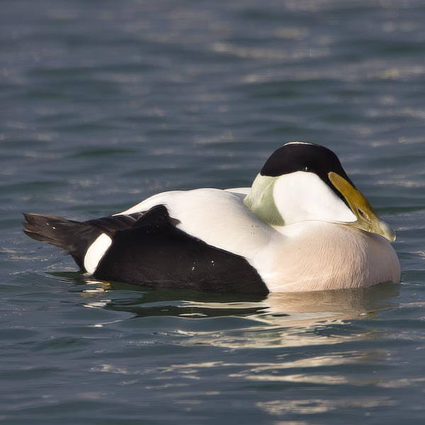Eider (Somateria mollissima) - Foto: © www.birdphoto.nl Eider (Somateria mollissima) - Foto: © www.birdphoto.nl