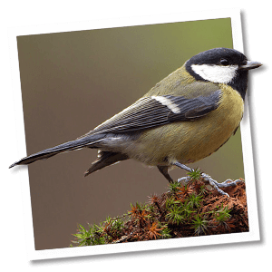 Koolmees (Parus major)