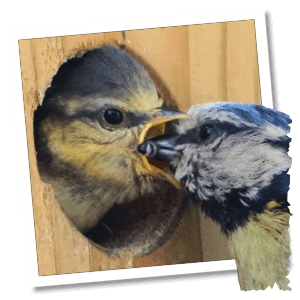 Een pimpelmees voert een jonge vogel in het nest