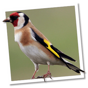 Putter (Carduelis carduelis)