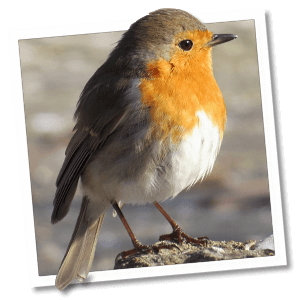 Roodborst (Erithacus rubecula)