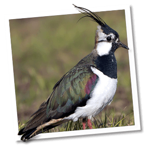 Kievit (Vanellus vanellus) Kievit (Vanellus vanellus)