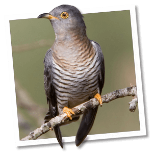 Koekoek (Cuculus canorus) Koekoek (Cuculus canorus)