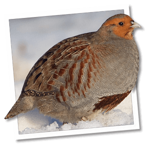 Patrijs (Perdix perdix) Patrijs (Perdix perdix)