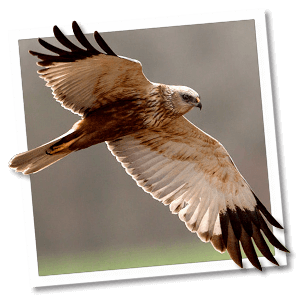 Bruine kiekendief (Circus aeruginosus) Bruine kiekendief (Circus aeruginosus)