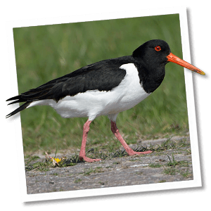 Scholekster (Haematopus ostralegus) Scholekster (Haematopus ostralegus)