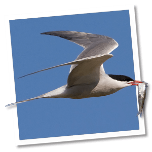 Visdief (Sterna hirundo) Visdief (Sterna hirundo)
