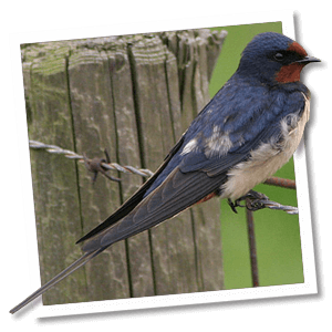 Boerenzwaluw (Hirundo rustica) Boerenzwaluw (Hirundo rustica)