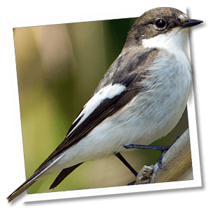 Bonte vliegenvanger (Ficedula hypoleuca) Bonte vliegenvanger (Ficedula hypoleuca)