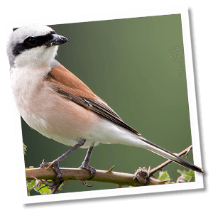 Grauwe klauwier (Lanius collurio) Grauwe klauwier (Lanius collurio)
