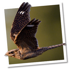 Nachtzwaluw (Caprimulgus europaeus) Nachtzwaluw (Caprimulgus europaeus)