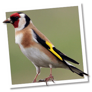 Putter (Carduelis carduelis) Putter (Carduelis carduelis)