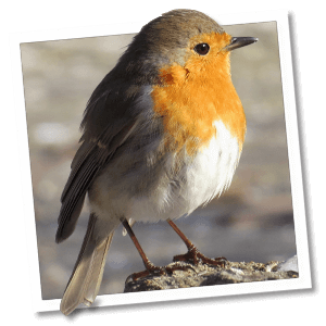 Roodborst (Erithacus rubecula) Roodborst (Erithacus rubecula)