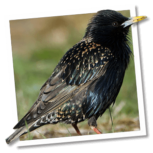Spreeuw (Sturnus vulgaris) Spreeuw (Sturnus vulgaris)