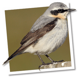 Tapuit (Oenanthe oenanthe) Tapuit (Oenanthe oenanthe)