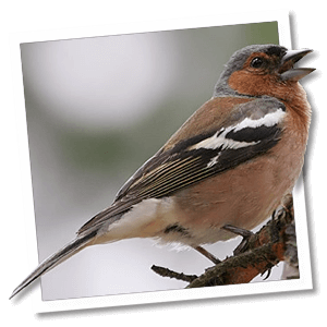 Vink (Fringilla coelebs) Vink (Fringilla coelebs)