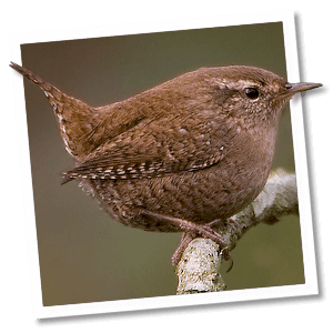 Winterkoning (Troglodytes troglodytes) Winterkoning (Troglodytes troglodytes)